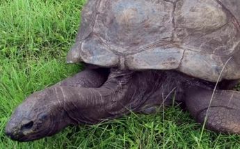 Tortuga Jonathan. | Especial