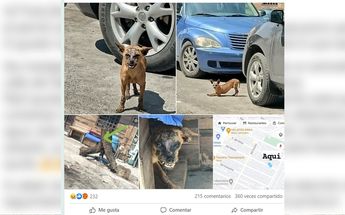 Perro quemado de la cara en Apodaca | Especial