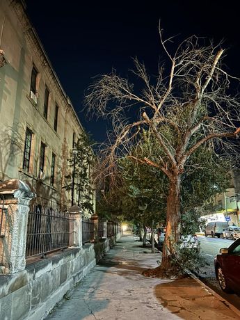 Durante las noches las ramas de los árboles y la oscuridad del callejón generan una escena bastante aterradora. | Berenice Mata