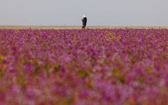 Las flores brotaron tras las lluvias invernales que desde finales de 2022 en Arabia Saudita / AFP / Fayez Nureldine