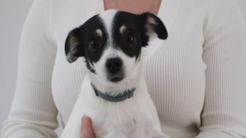 ¿Por qué se celebra el Día Mundial del Perro el 21 de julio?