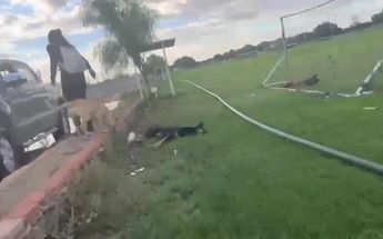 Dueño de un campo de futbol presuntamente mata a balazos a dos perritos | Foto especial