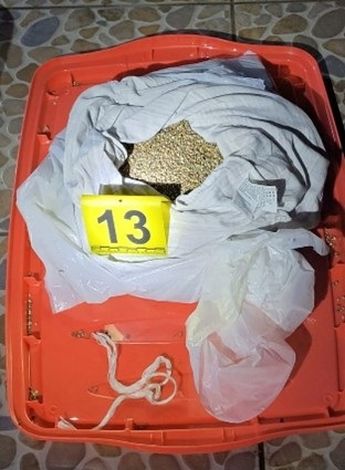 Semillas de marihuana aseguradas por la FGR en Amozoc, Puebla / Cortesía