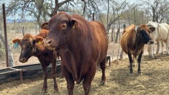 El 11 de mayo la frontera sur de Estados Unidos se cerró al ganado bovino de México | SAGARHPA Sonora vía Facebook