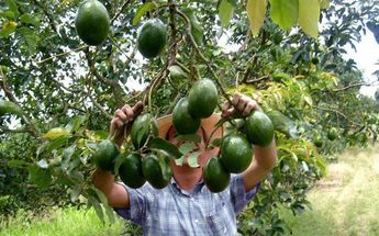 Aguacate michoacano aumenta sus ventas en China a pesar de coronavirus