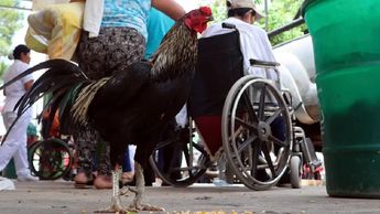 El Gallo Martín es cuidado por el personal del hospital | Juan Carlos Torrejon