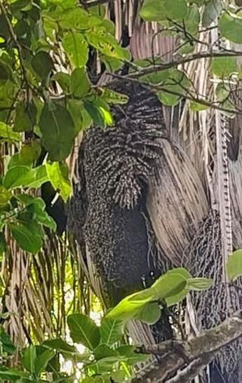 El humo de los restaurantes habría llegado hasta un panal cercano a los turistas en Coatzacoalcos / Fluvio César Martínez