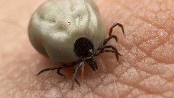 ¿Cómo se contagia la Rickettsiosis?