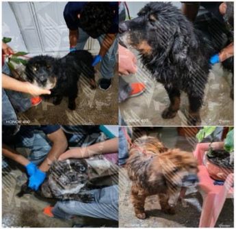 Los siete perros permanecen bajo resguardo de la Dirección de Bienestar Animal del Sistema Estatal DIF / Cortesía FGE Puebla