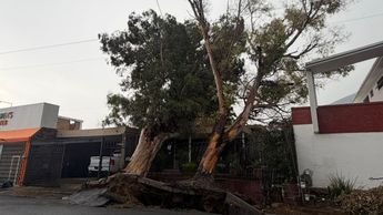 Árboles caídos en la colonia Contry en Monterrey.