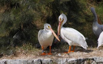 Los pelícanos blancos llegaron al bosque San Juan de Aragón al principio de año / Cortesía.