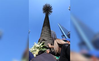 Los capitalinos despidieron a este icónico árbol en Paseo de la Reforma/ Javier Ríos