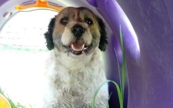 Perrito desaparecido en Monterrey | Especial