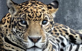El jaguar fue reportado por los conductores que pasaban por el sitio | Agencia Enfoque