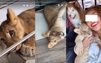 La dueña de la leona compartió en su cuenta de Instagram videos del animal / Especial