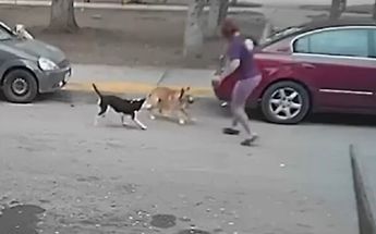 Vecinos señalaron de la presencia de garrapatas en algunos de los animales.