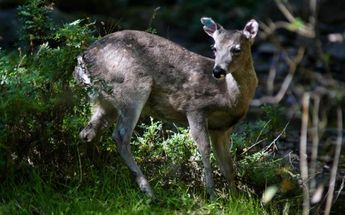 Venados son preliberados en el Desierto de los Leones / Gobierno de la Ciudad de México