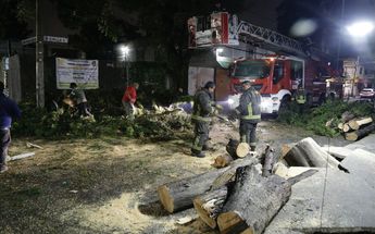 Fuertes lluvias desploman árboles en Azcapotzalco / Enrique Luna