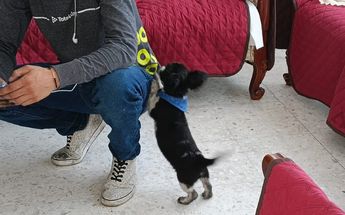 Perro que rescató Protección Civil y Bomberos de Zapopan / Juan Carlos Munguía