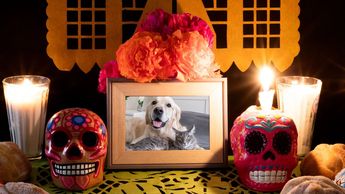 El 27 de octubre, las almas de los perritos, gatitos y otras mascotas regresan a casa | Especial