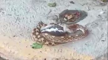 Torreón: Serpiente es captada comiéndose una paloma en la calle
