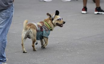 Perrito asiste a concierto de Rosalía en Zócalo / Daniel López