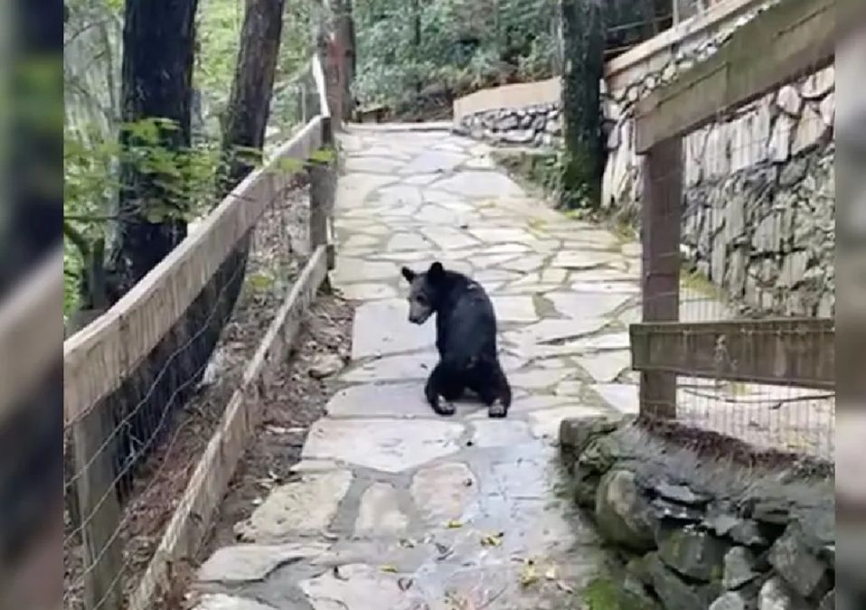Balean a osezno de 7 meses dentro del Parque Nacional Cumbres de Monterrey | Cortesía