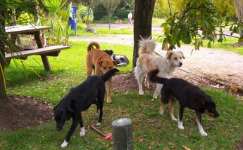 Sedema domesticará a perros y gatos silvestres del Bosque de Chapultepec
