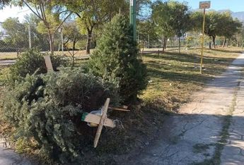 Habilitan centros de acopio para pinos navideños en el sur de Monterrey