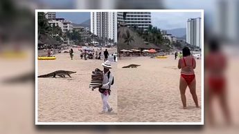 En el video se puede ver al cocodrilo caminar entre los turistas antes de meterse al mar | Especial