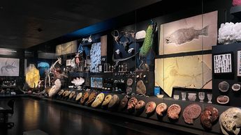 Esta es aprte de la exposición que se exhibe en el museo de la Milarca en Nuevo León / Museo La Milarca