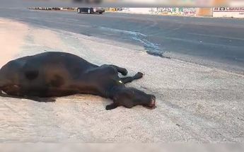 Vaca que fue atropellada en Tlajomulco / Juan Carlos Munguía