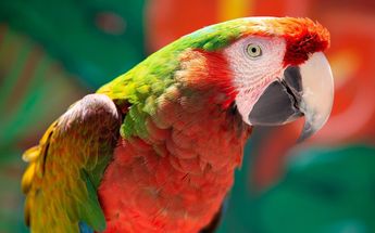 El aviario de Parque Loro Puebla cuenta con guacamayas y otras aves | Malanie Torres