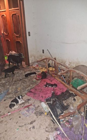 Fiscalía de Michoacán rescata caninos hacinados y detiene a Lizabeth 'N'| Michel Torres