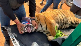 Profepa aseguró dos ejemplares de tigre de Bengala en el municipio de Coalcomán, Michoacán. | Profepa