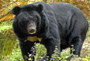 Oso negro asiático / Especial