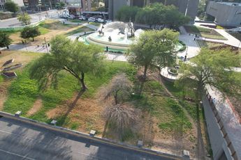 Árboles secos en Monterrey. | Mayte Villasana