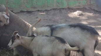 Cinco cabras fueron sacrificadas por órdenes del ex director y preparados como alimento para la posada de fin de año, en diciembre de 2022. | Especial