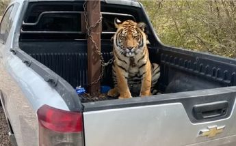 Tigre asegurado en Sinaloa │ Especial.