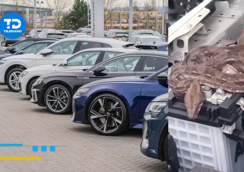 Es la segunda ocasión que aparece una víbora en esta agencia de autos. | Especial