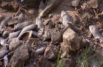Los peces que aparecieron muertos en Zapopan eran principalmente mojarras | Telediario