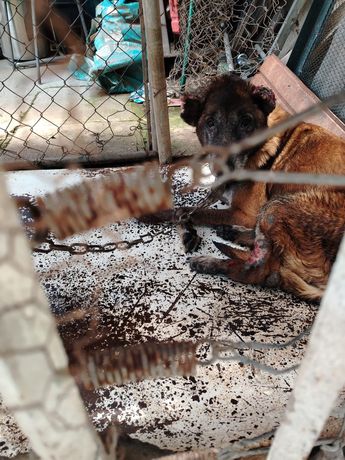 El perrito ya fue reportado a las autoridades pero permanece en el mismo sitio