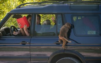 Mono sube al auto de visitantes en Africam Safari Puebla / Agencia Cuartoscuro