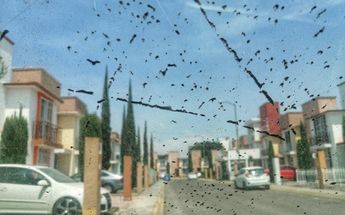 Caída de ceniza en Puebla / Andrés Lobato