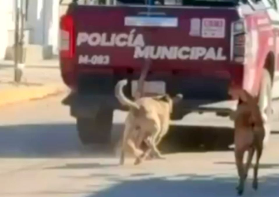 El vehículo no detuvo su paso a pesar de que el can viajaba con la cara arrastrando del suelo, sin saber si seguía con vida / Especial