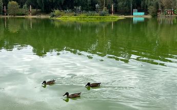 Preparan llegada de aves migratorias en parque Tezozómoc / César García