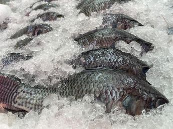 Compra de hielo se triplicó en negocios de Puebla para mantener a salvo productos del mar / Abril Azul Hernández