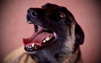 Dorothy es una perrita amorosa y juguetona / Cortesía