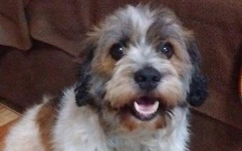 Perrito desaparecido en Monterrey | Especial