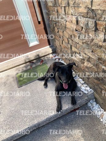 Perrita callejera Blacky murió tras ser atacada con una pistola de balines en Lomas del Valle, Puebla / Leslie Mora